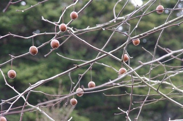 ハンカチノキの実から苗木にするまで