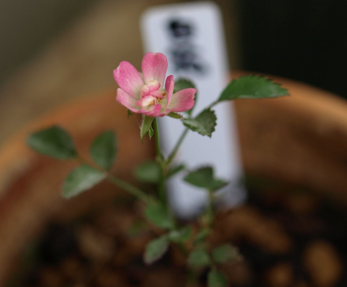 がんばれ、レンゲローズ実生ちゃん 「白花」が、ピンクの花を咲かせた