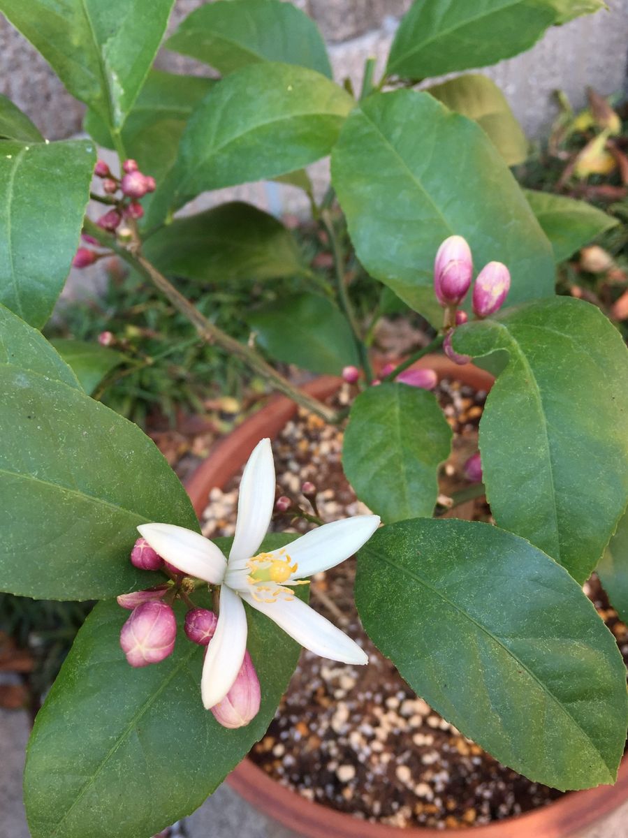 サイパンレモン。花と実を見たい。♪ 一番花咲きました。