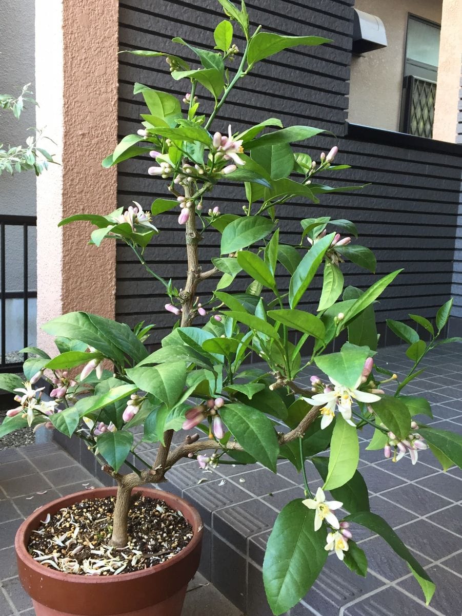 サイパンレモン。花と実を見たい。♪ 満開になりました。(o^^o)