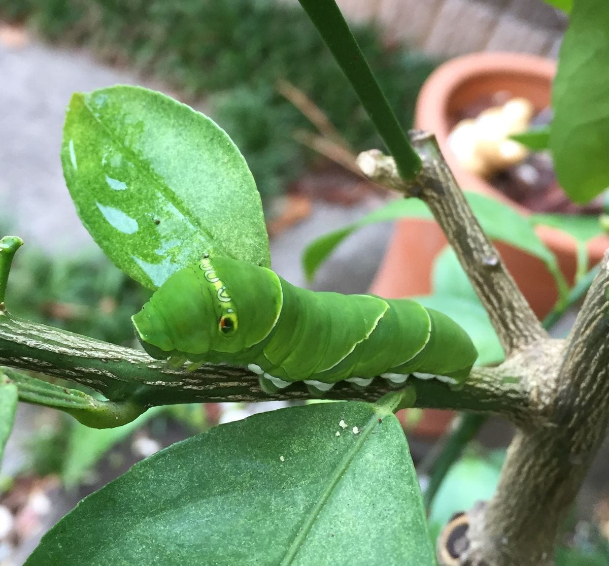 サイパンレモン。花と実を見たい。♪ アゲハの幼虫来ましたー。(*^▽^*)