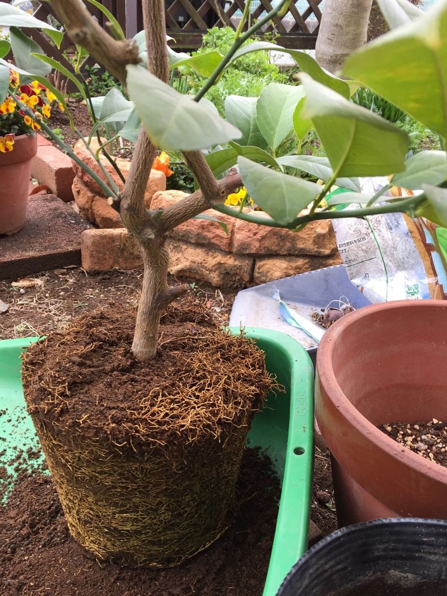 サイパンレモン。花と実を見たい。♪ 初めての植え替え。