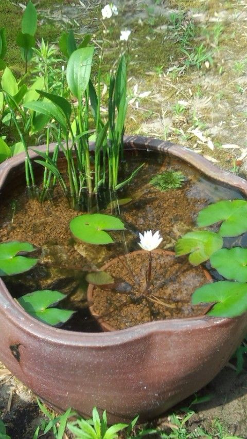 今年は、何株までに増えるかな……