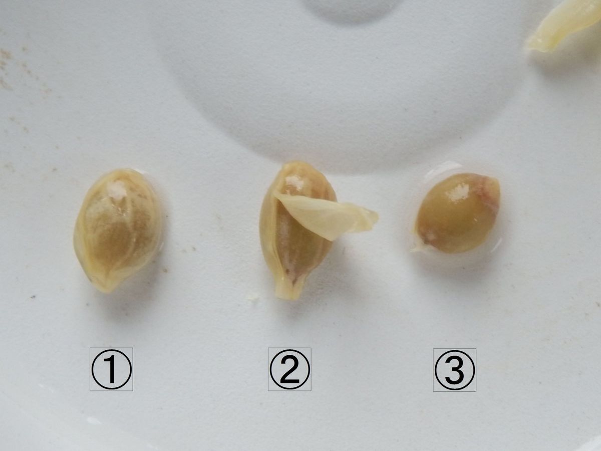 柑橘類の種まき 種の透明な皮を取る