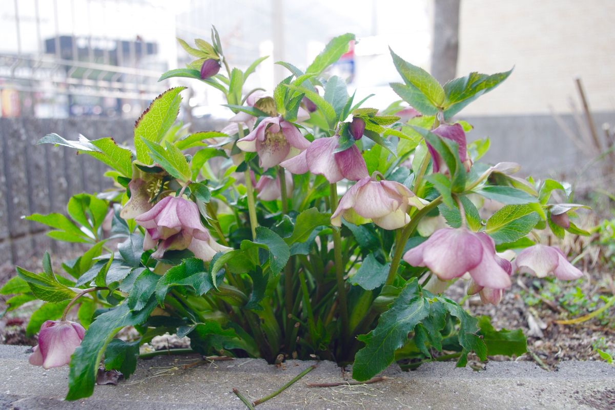 花らしい花を咲かせたい！ いつの間にかいっぱい咲いてます