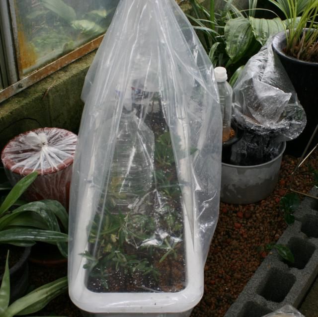 筑紫シャクナゲの挿し木繁殖2011年 密封した状態