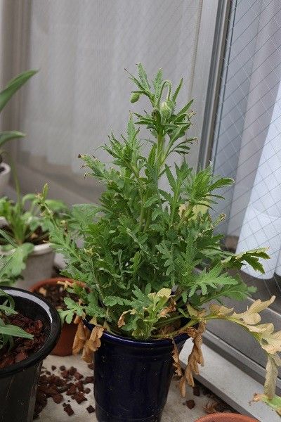 ひなげしを種から鉢植えで（初めての栽培） ひなげし　株の全体像。