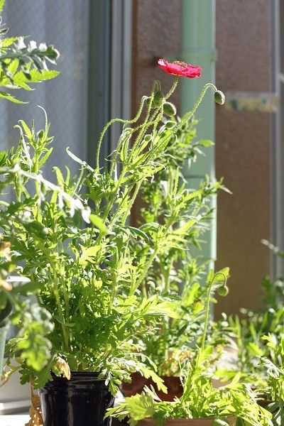 ひなげしを種から鉢植えで（初めての栽培） 赤い花が咲いた！