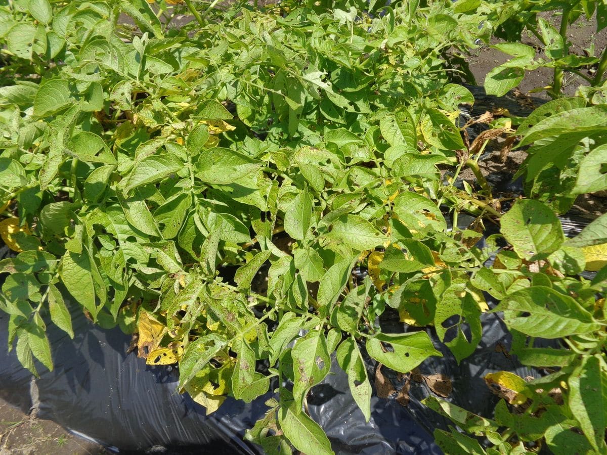 リベンジ＊ジャガイモのごろごろ植え 2017/5/14一部収穫しました