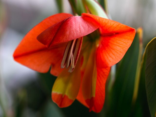 グラジオラス エクイタンス 開花