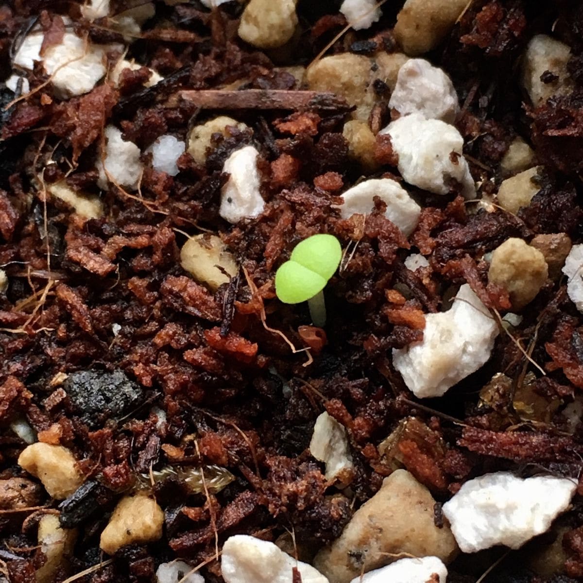 種から育てるプレイオスピロス 帝玉 芽が出た🌱