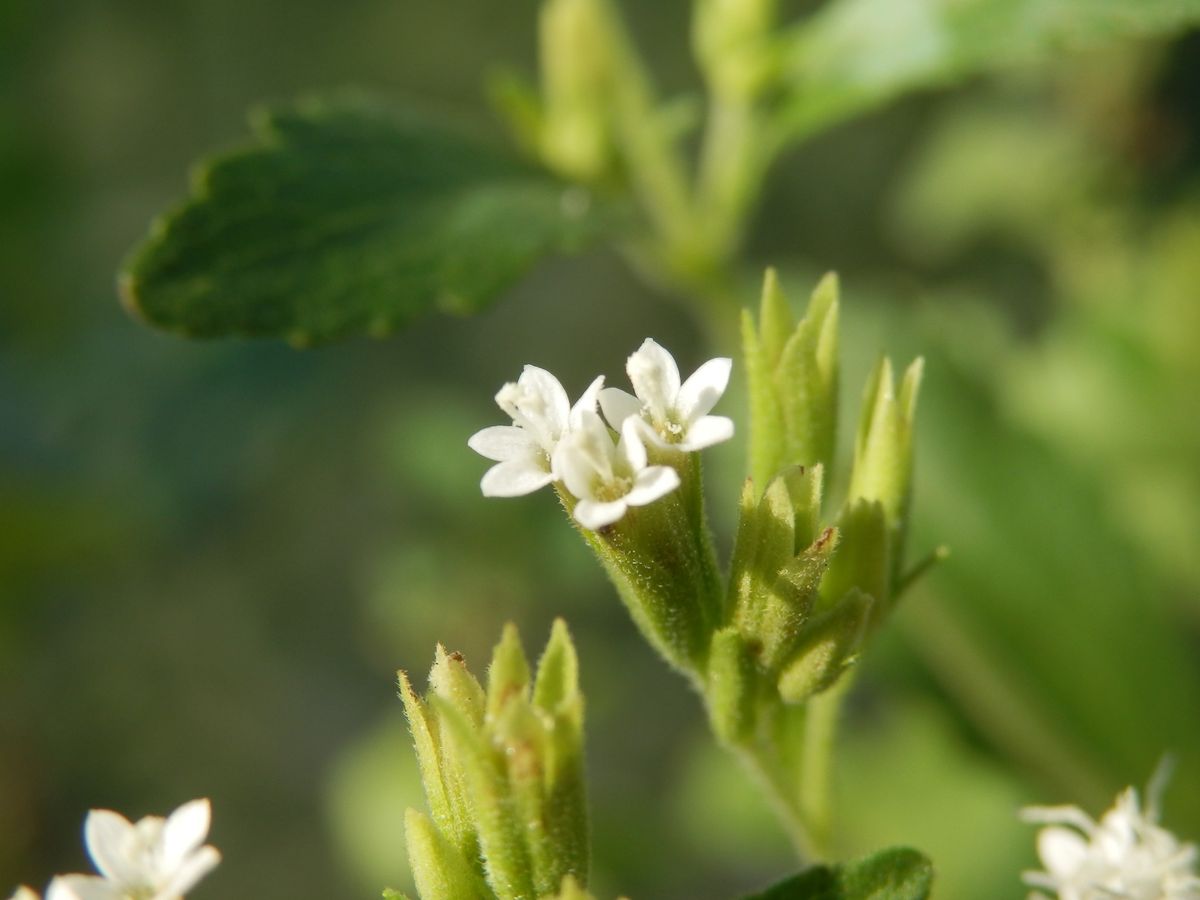 ステビアの種まき 花