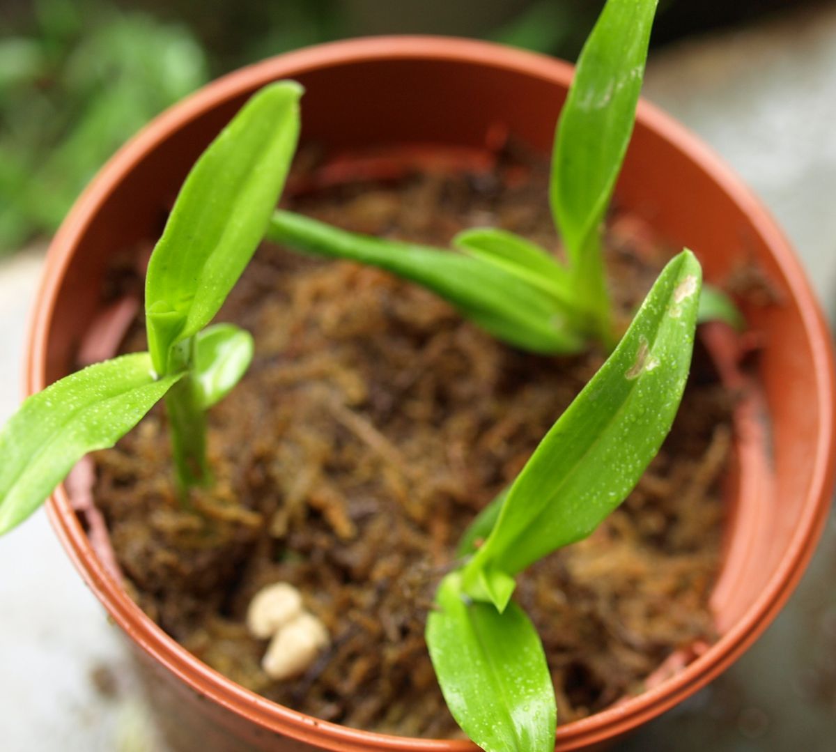 ラン初心者、高芽からデンドロを育ててみる 高芽を植える