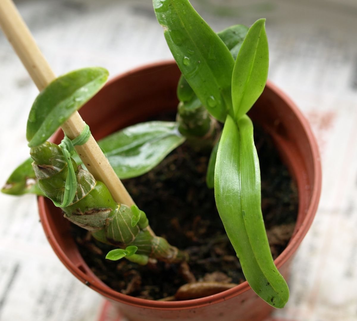 ラン初心者、高芽からデンドロを育ててみる 新しい芽