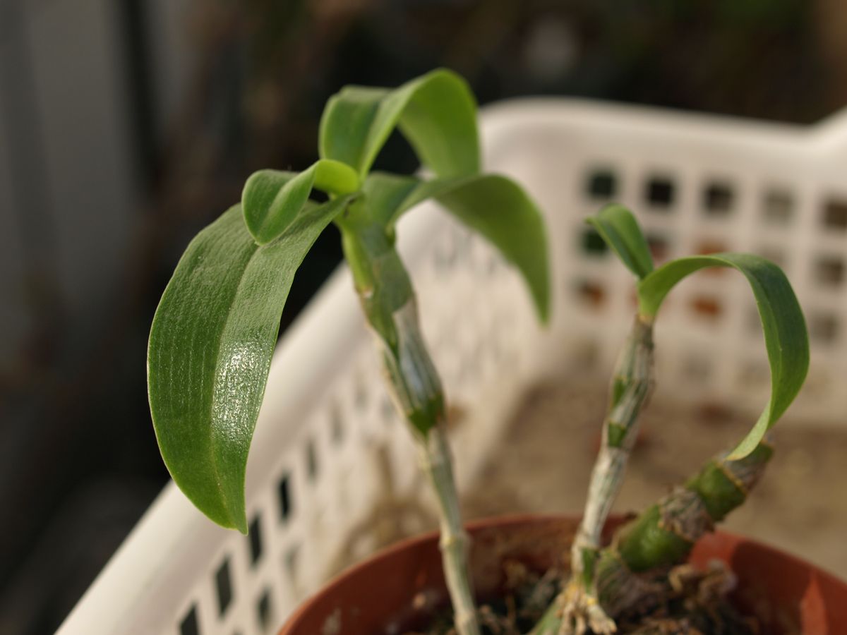 ラン初心者、高芽からデンドロを育ててみる もう一度、出直そう