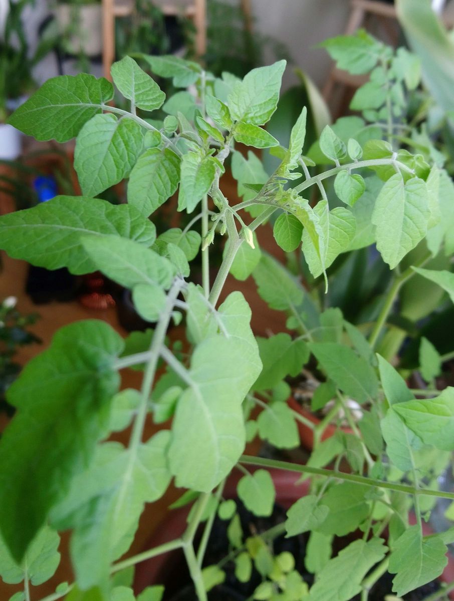 タネからマイクロトマト 一番花が見えて来ました