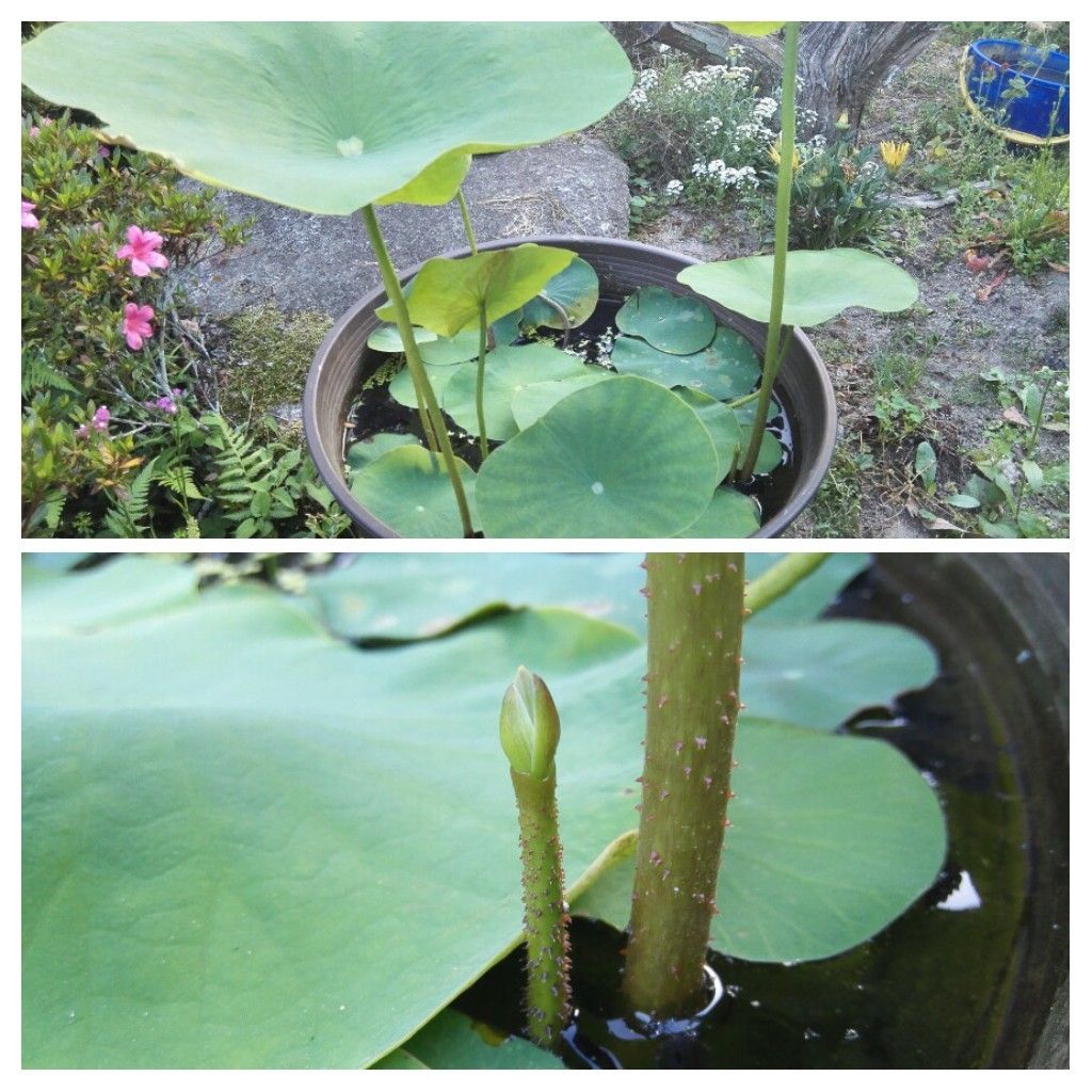 小さな極楽 　蓮の咲く庭 花芽発見❗