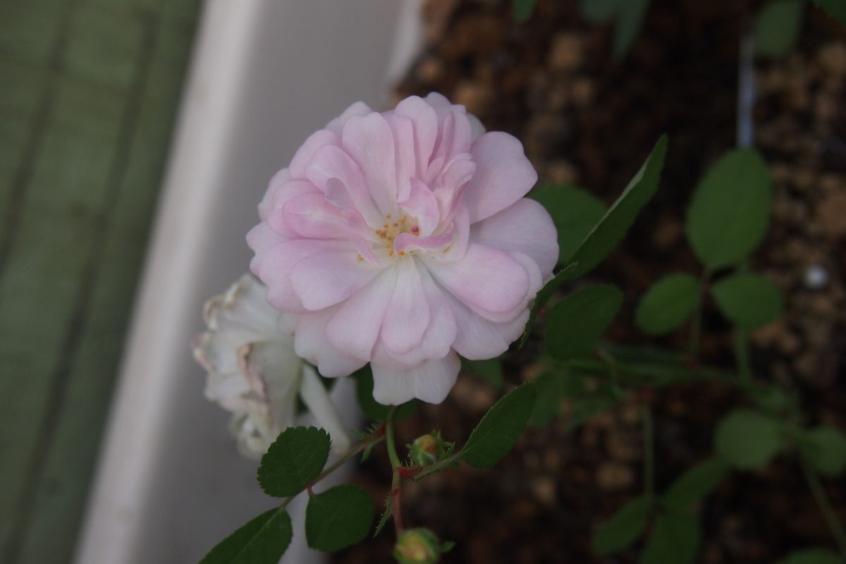 ミニバラの交配と実生 8番目の開花です