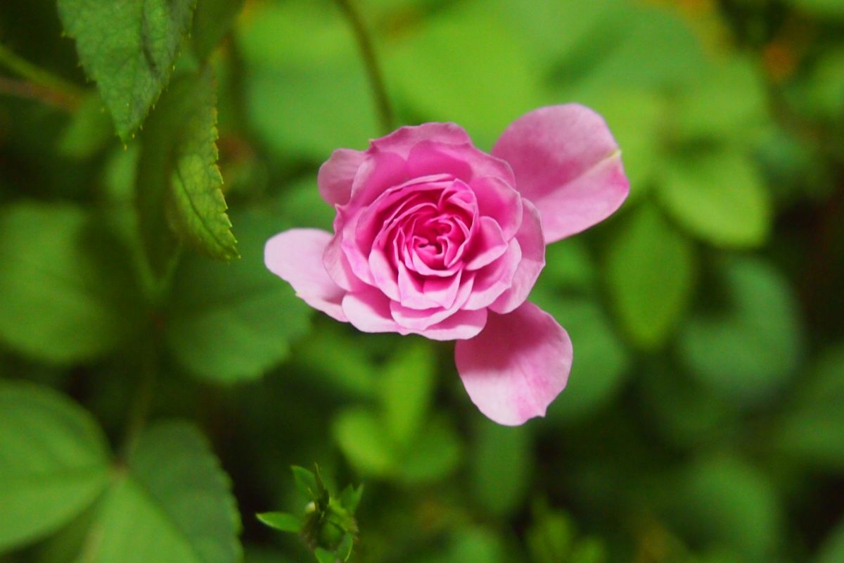 ミニバラの交配と実生 一本目の一番花開花です