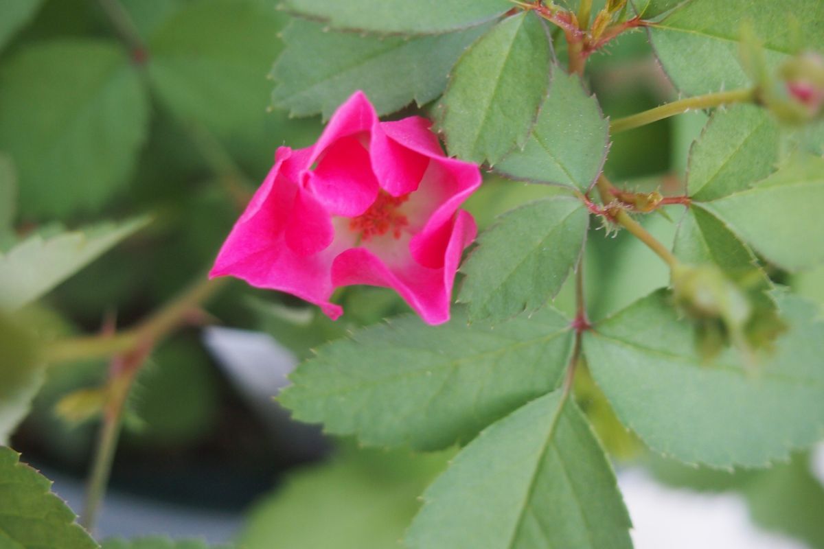 ミニバラの交配と実生 　 ４番目の初花です