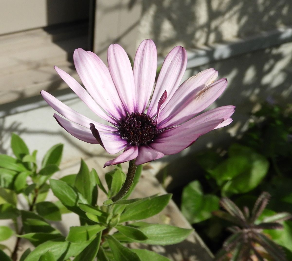 種からオステオスペルマム 最後の花？