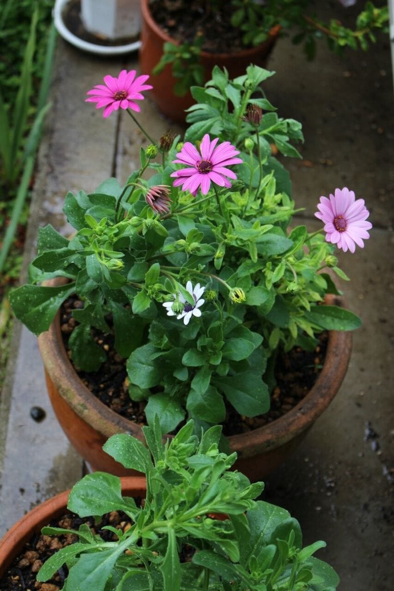 種からオステオスペルマム 植木鉢に植え付け