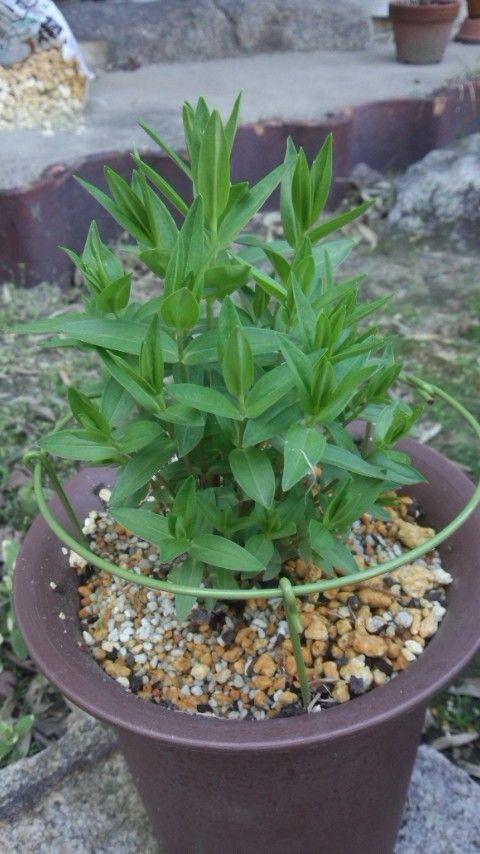 秋の、開花を目指して！！！ 追肥を行う