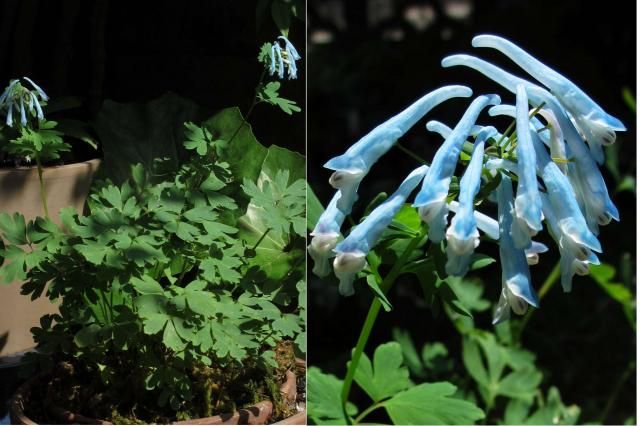 コリダリス”チャイナブルー”の１年 2013年6月8日開花しました。