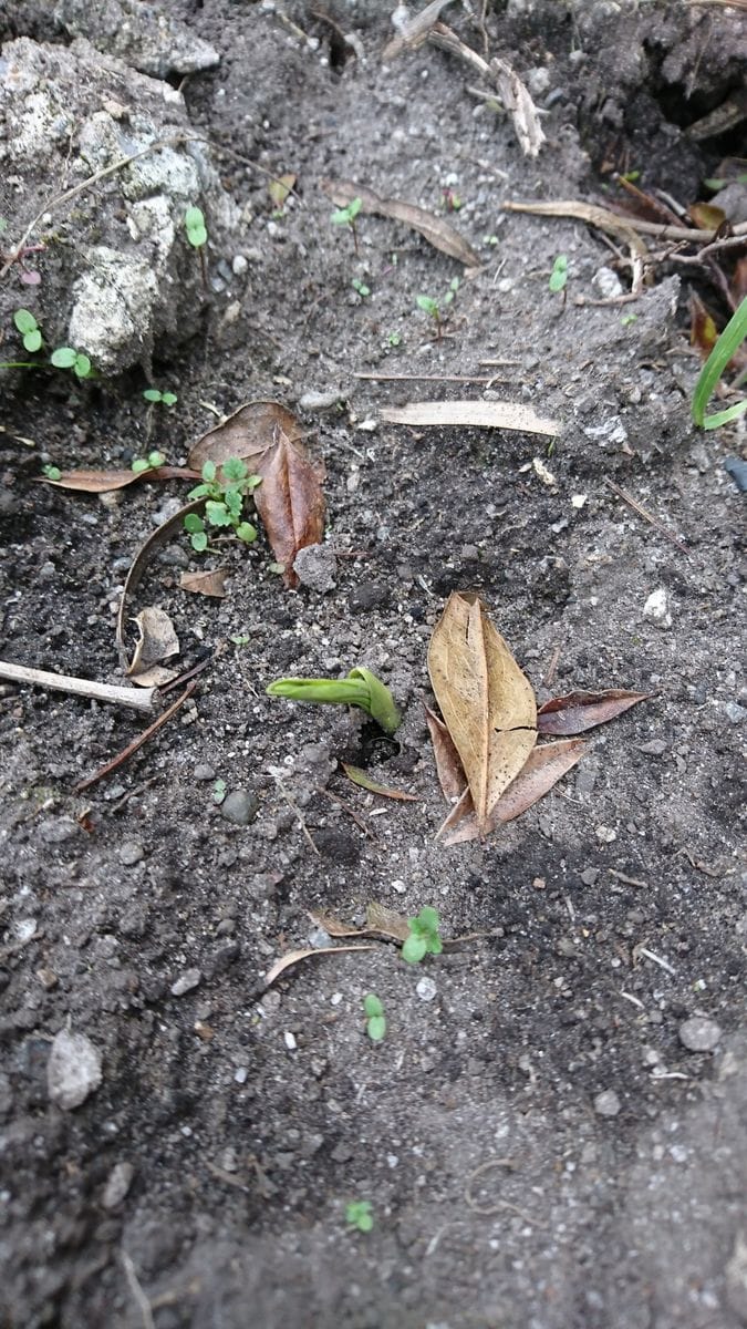 地植えの蘭、紫蘭にチャレンジ！ 発芽！