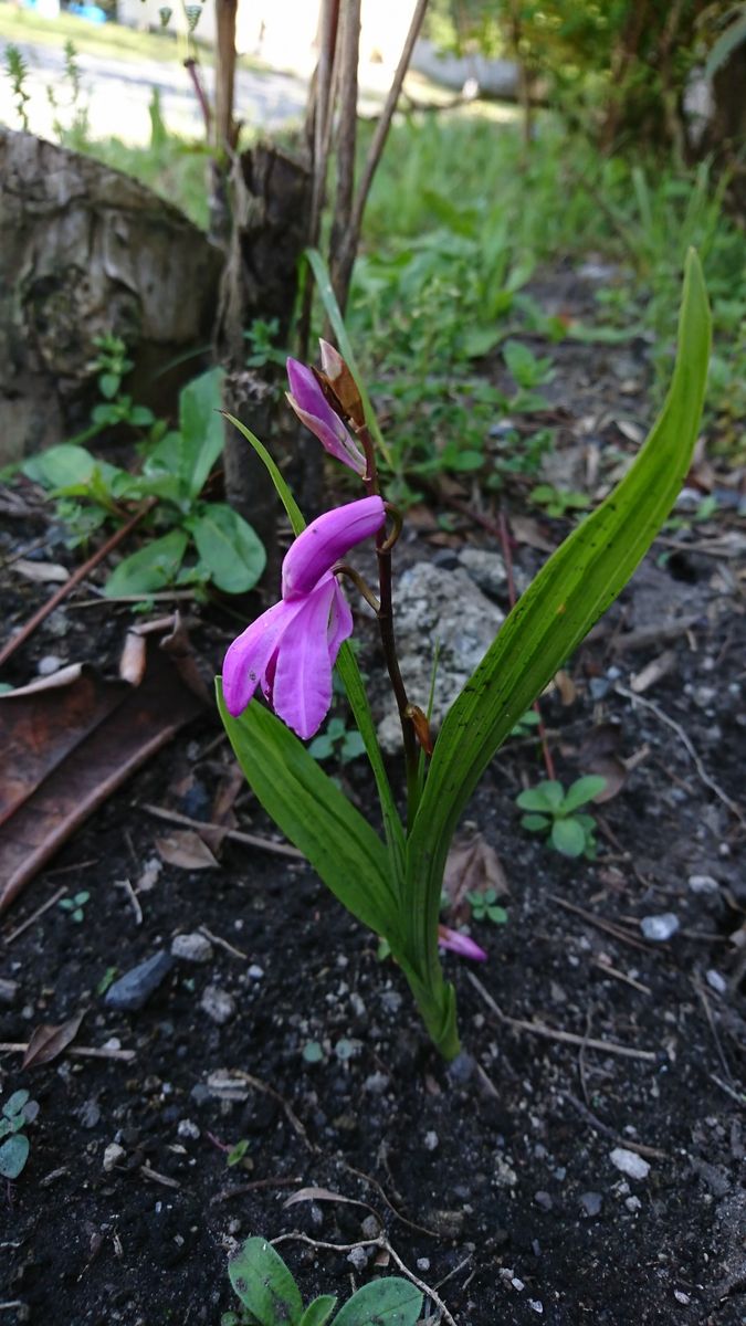 地植えの蘭、紫蘭にチャレンジ！ 開花！