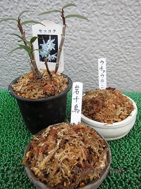 初めてのイワチドリ 小さな鉢に植えました。