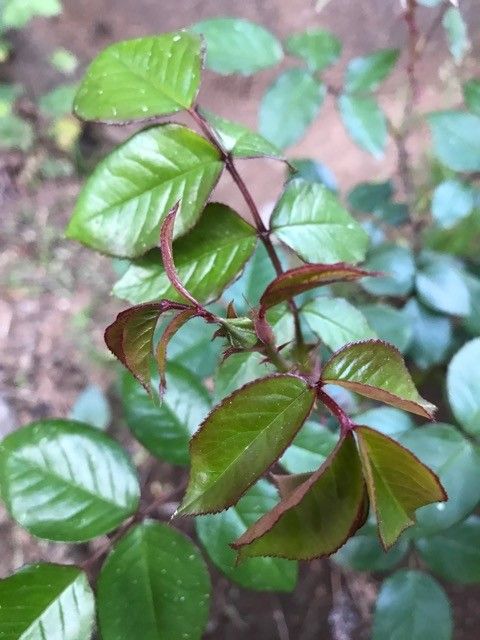 バラの王様ピエールドゥロンサール これは蕾ですよね？！(*☻-☻*)