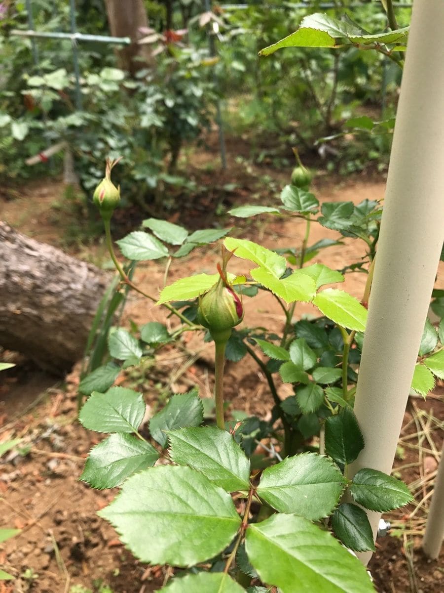 バラの王様ピエールドゥロンサール 蕾が大きくなってきてます！