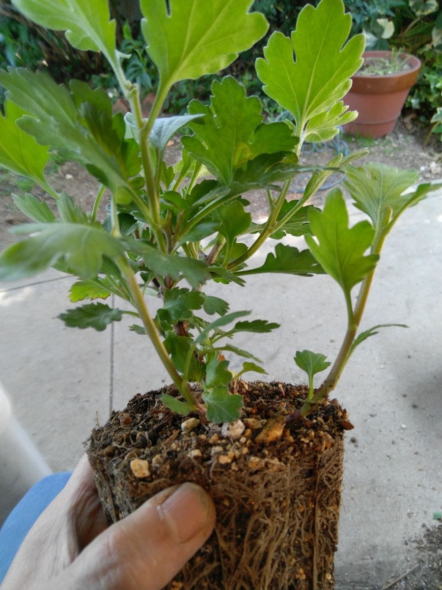 きれいな花　さかせたい 土の中から　芽