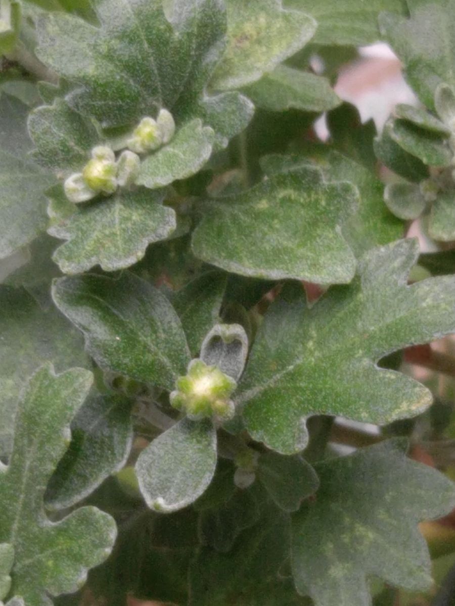 きれいな花　さかせたい 元気の良い鉢には　花芽が　７／２８