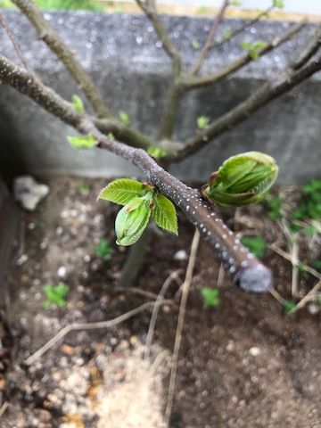 可愛いクリリン 今年も新芽が出ました。