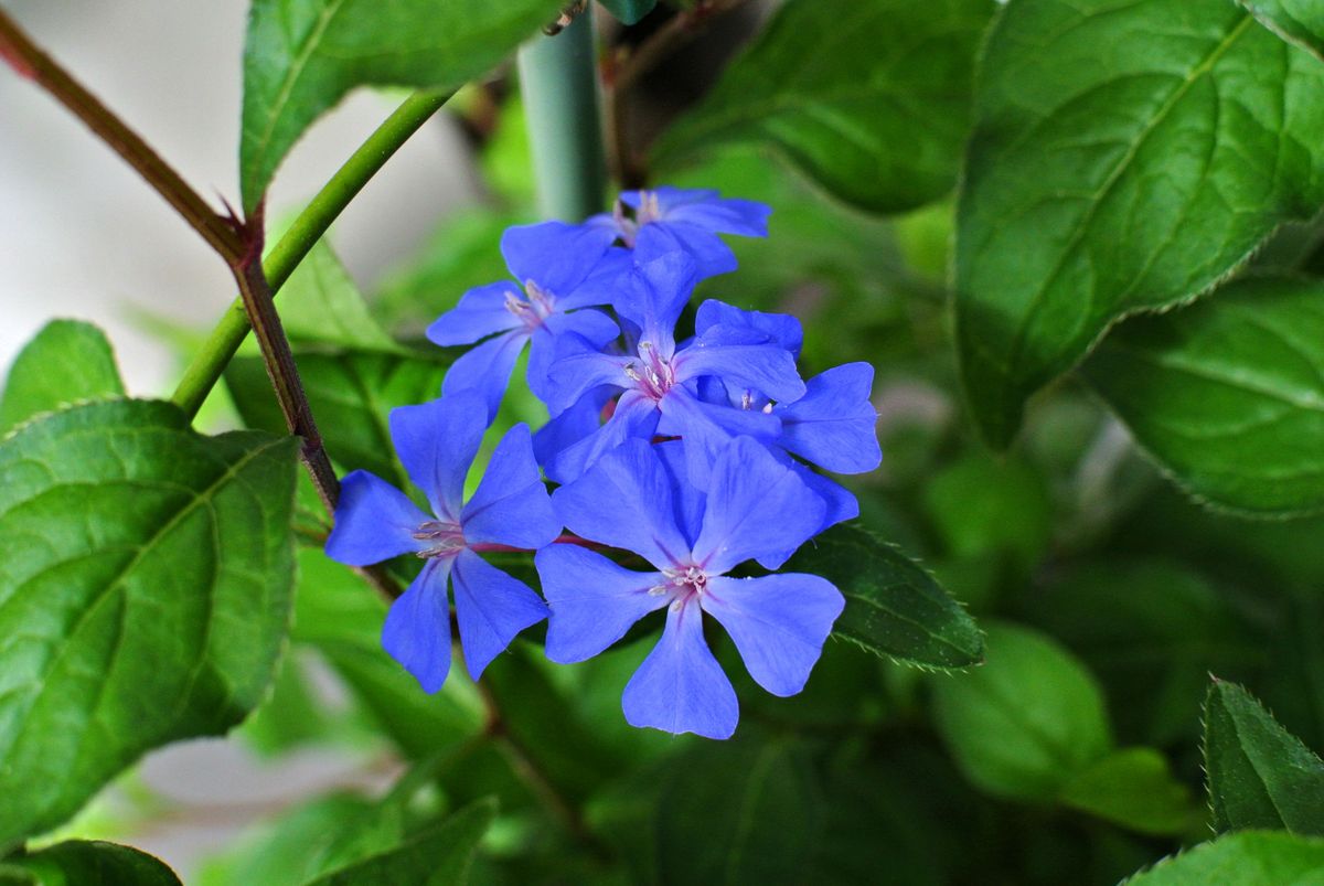 青い花で涼しくなればいいな～。 2019.05.20