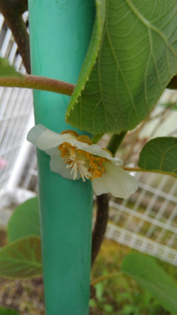 かもっ娘の果樹日記　ｷｰｳｲﾌﾙｰﾂ編 花が咲きました