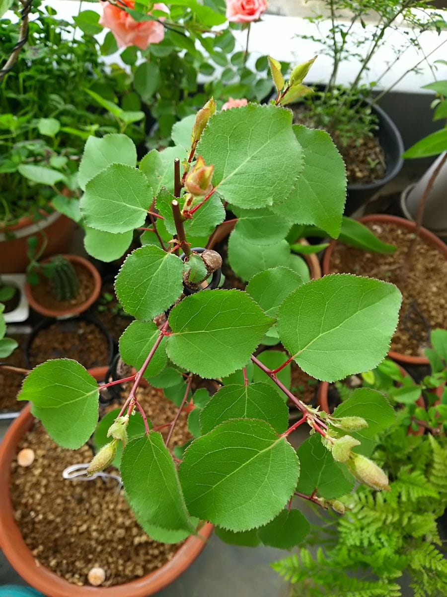 初心者による杏の盆栽作り 芽摘みの効果