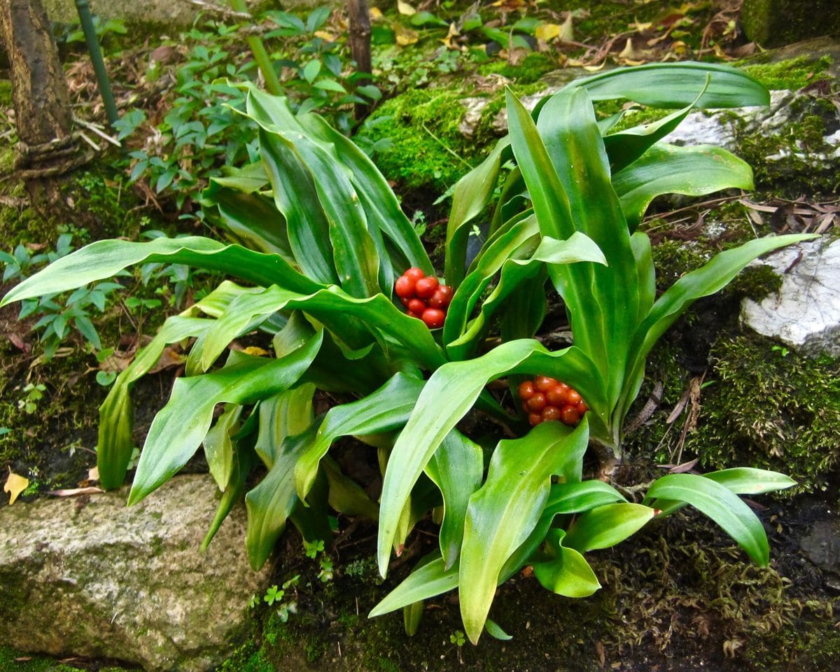 窮屈な地植えオモトを鉢に救済 実が赤く色付きました。