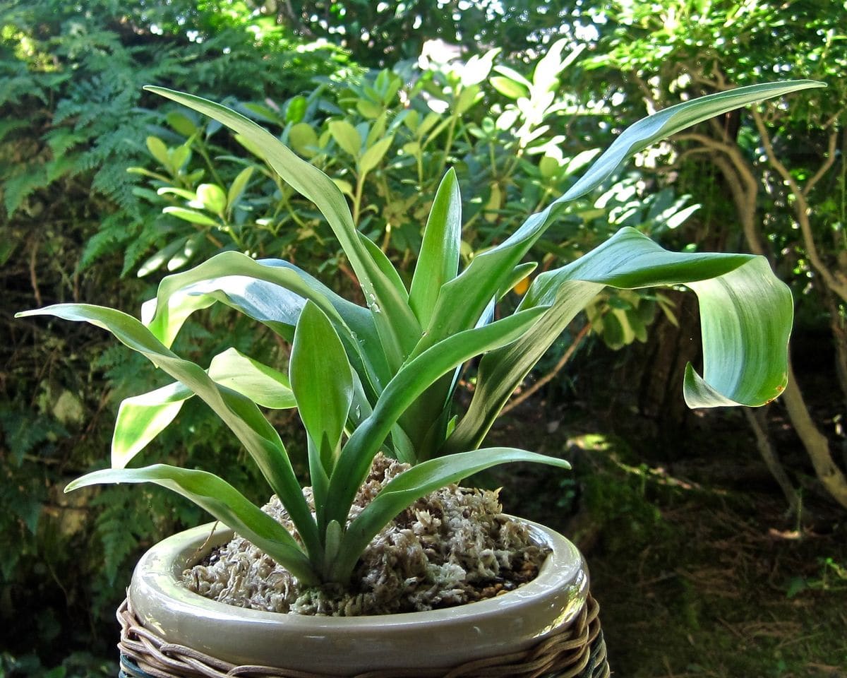 窮屈な地植えオモトを鉢に救済 鉢植えした株のその後。