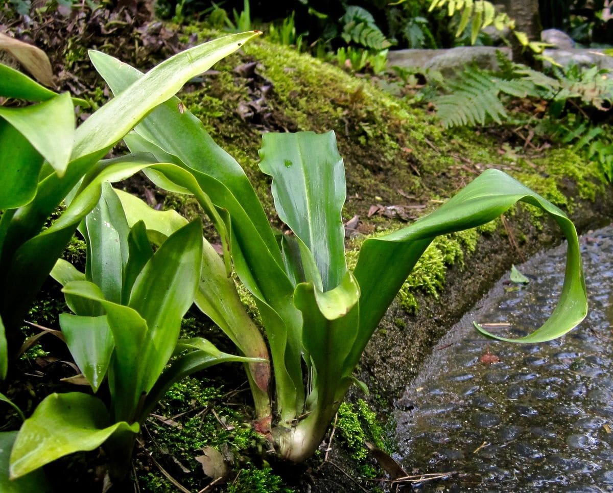 窮屈な地植えオモトを鉢に救済 その中に庭から飛び出している株が。