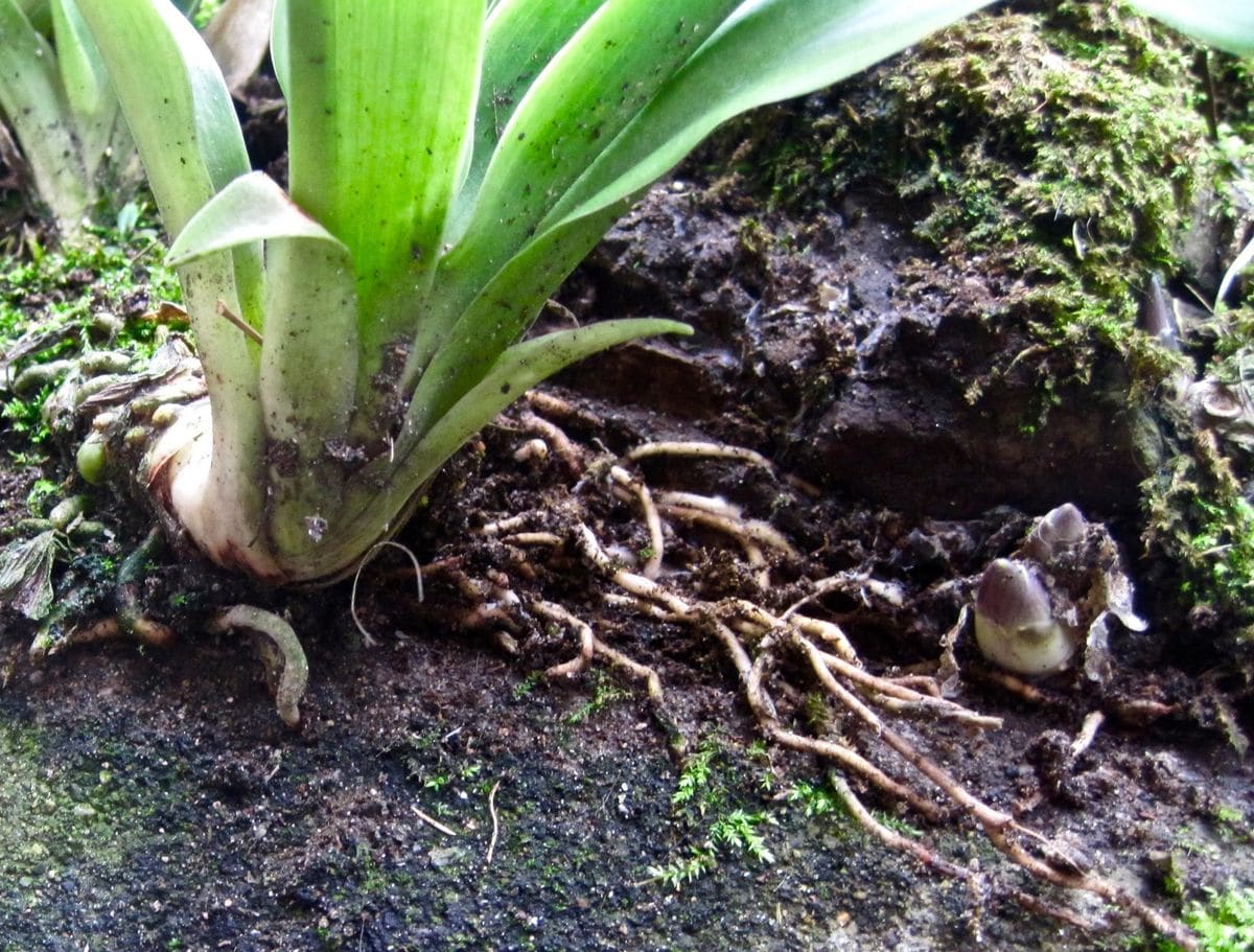 窮屈な地植えオモトを鉢に救済 根張りを確認してみる事に。