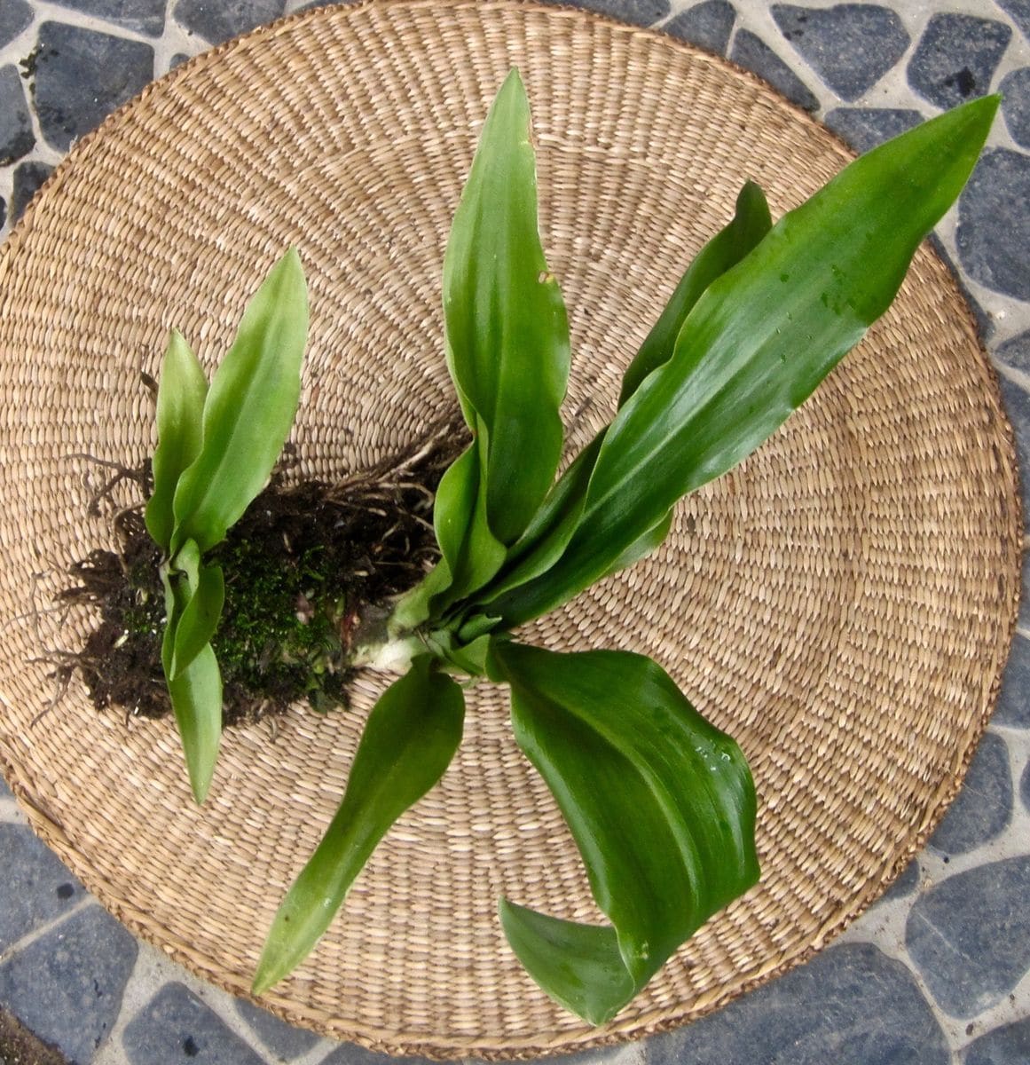 窮屈な地植えオモトを鉢に救済 思わぬおまけが...。