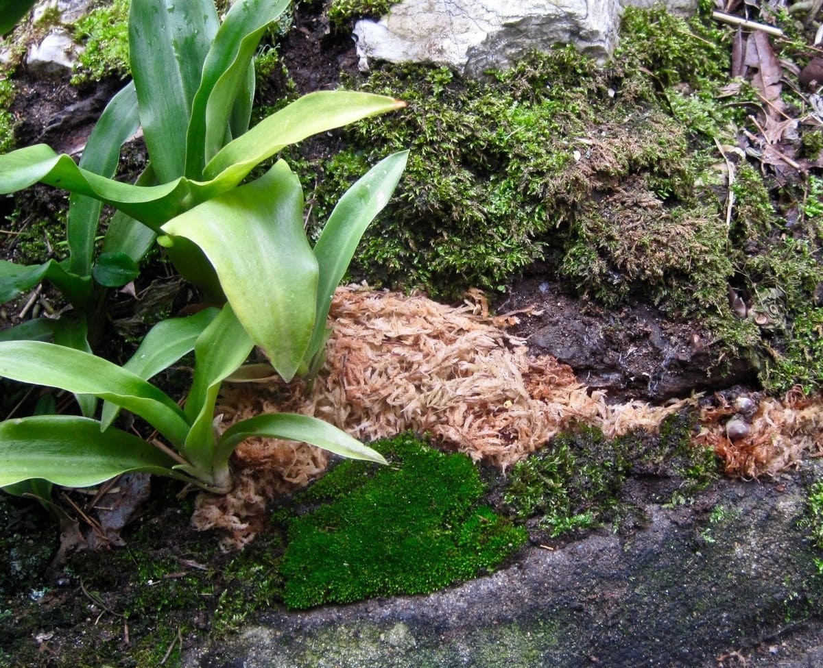 窮屈な地植えオモトを鉢に救済 庭の補修