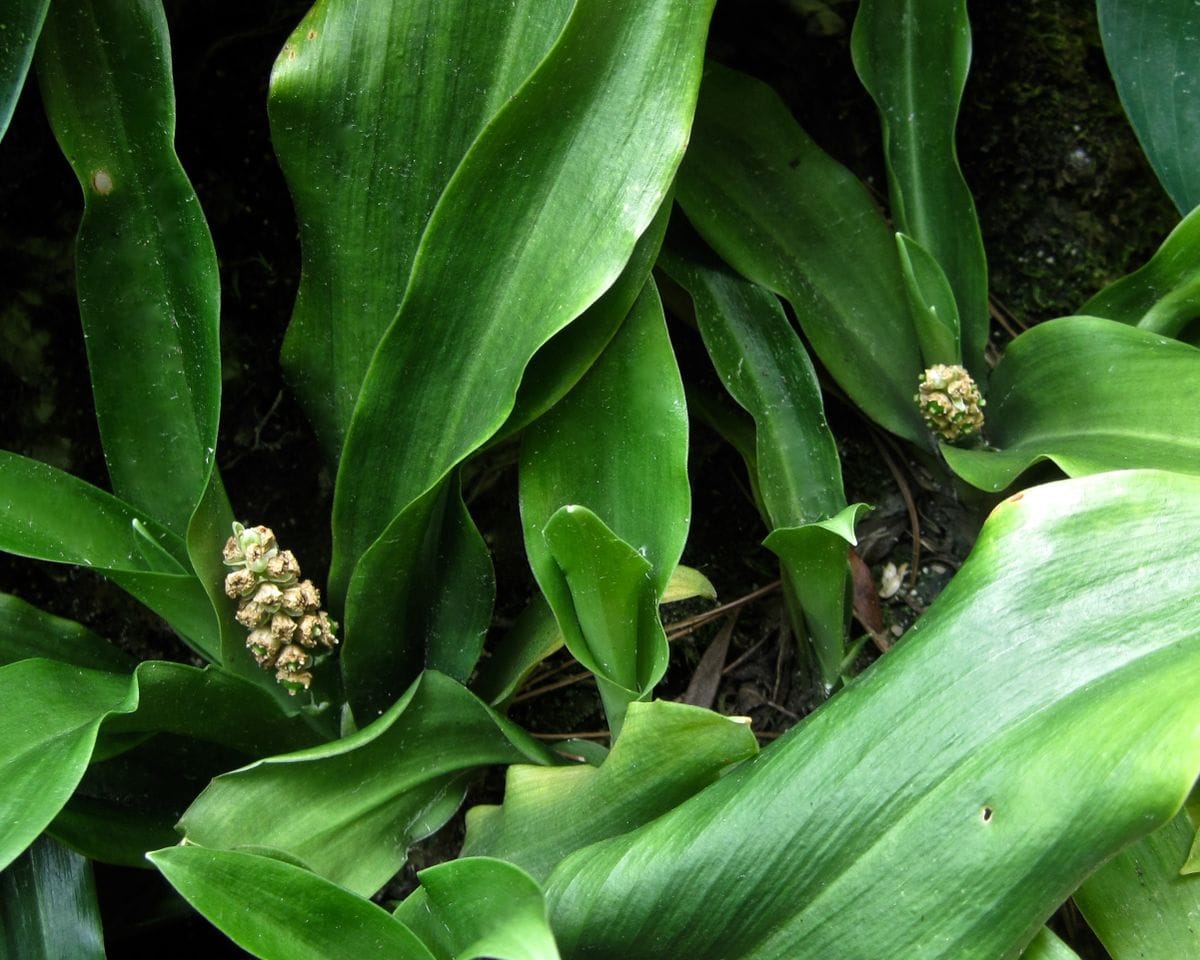 窮屈な地植えオモトを鉢に救済 庭の株が既に開花していました。