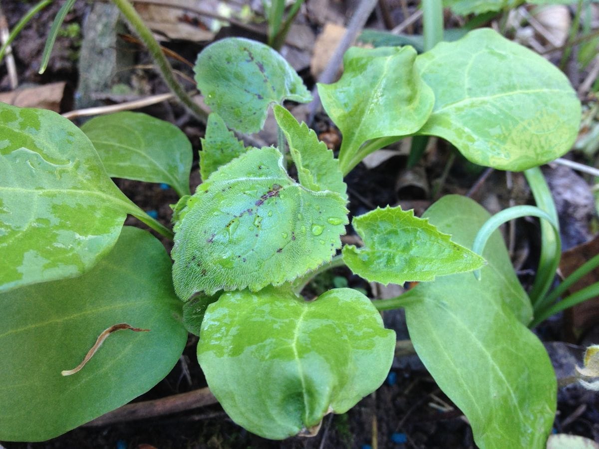 あなたはホントにオーネスティ？ 苗植え付け。