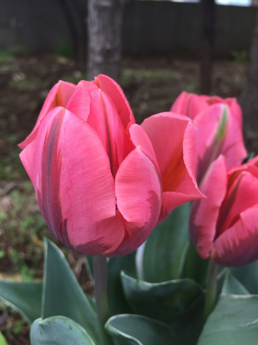 綺麗に咲いています🌷 プリティプリンセス🌷