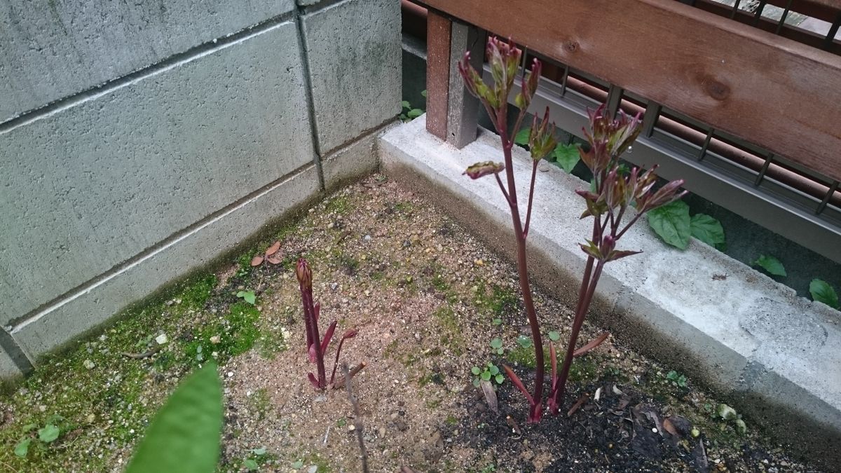 春植え芍薬は花をつけるか？ 葉が展開してきました