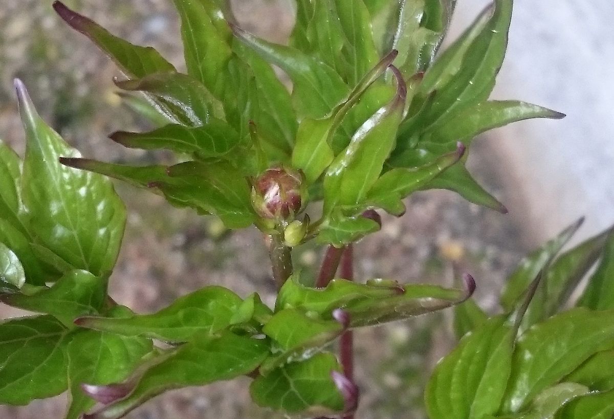 春植え芍薬は花をつけるか？ 蕾がついたようです